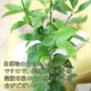 レモンの木 7号 プラスチック鉢