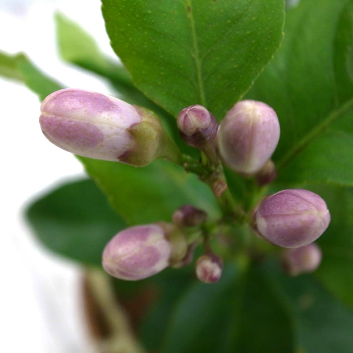 レモンの木 7号 プラスチック鉢