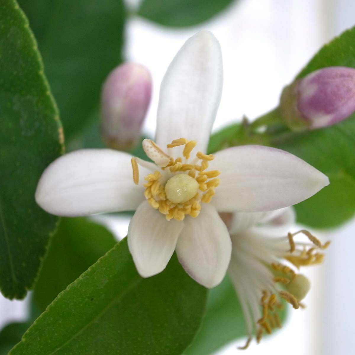 レモンの木 7号 プラスチック鉢