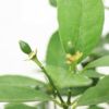 レモンの木 7号 プラスチック鉢