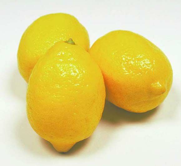 レモンの木 7号 プラスチック鉢