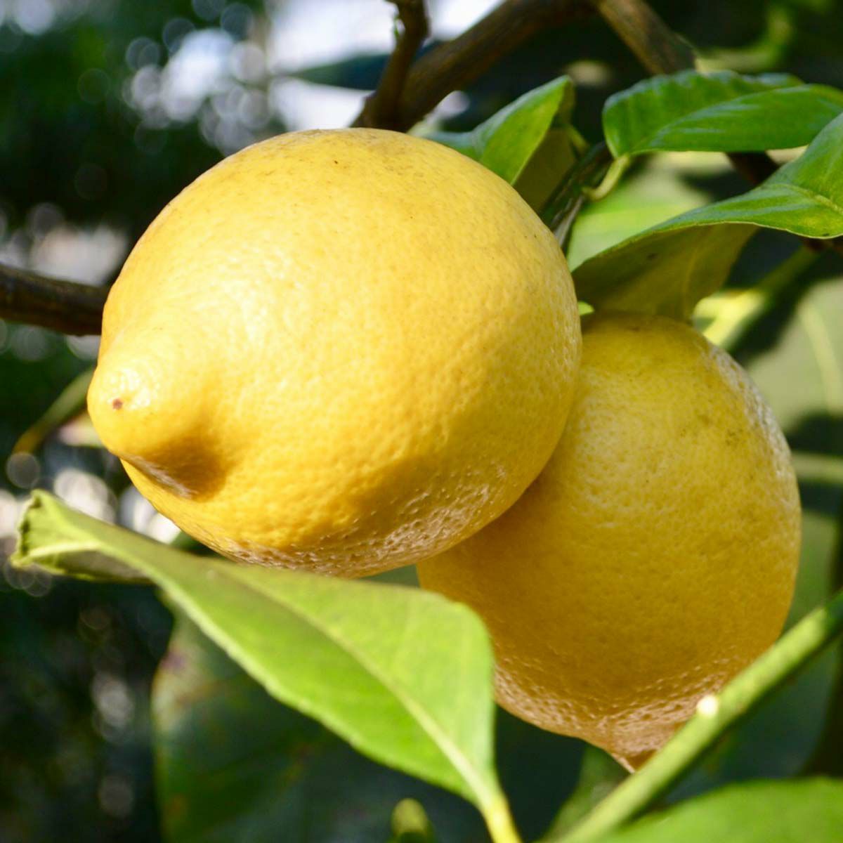 レモンの木 7号 プラスチック鉢