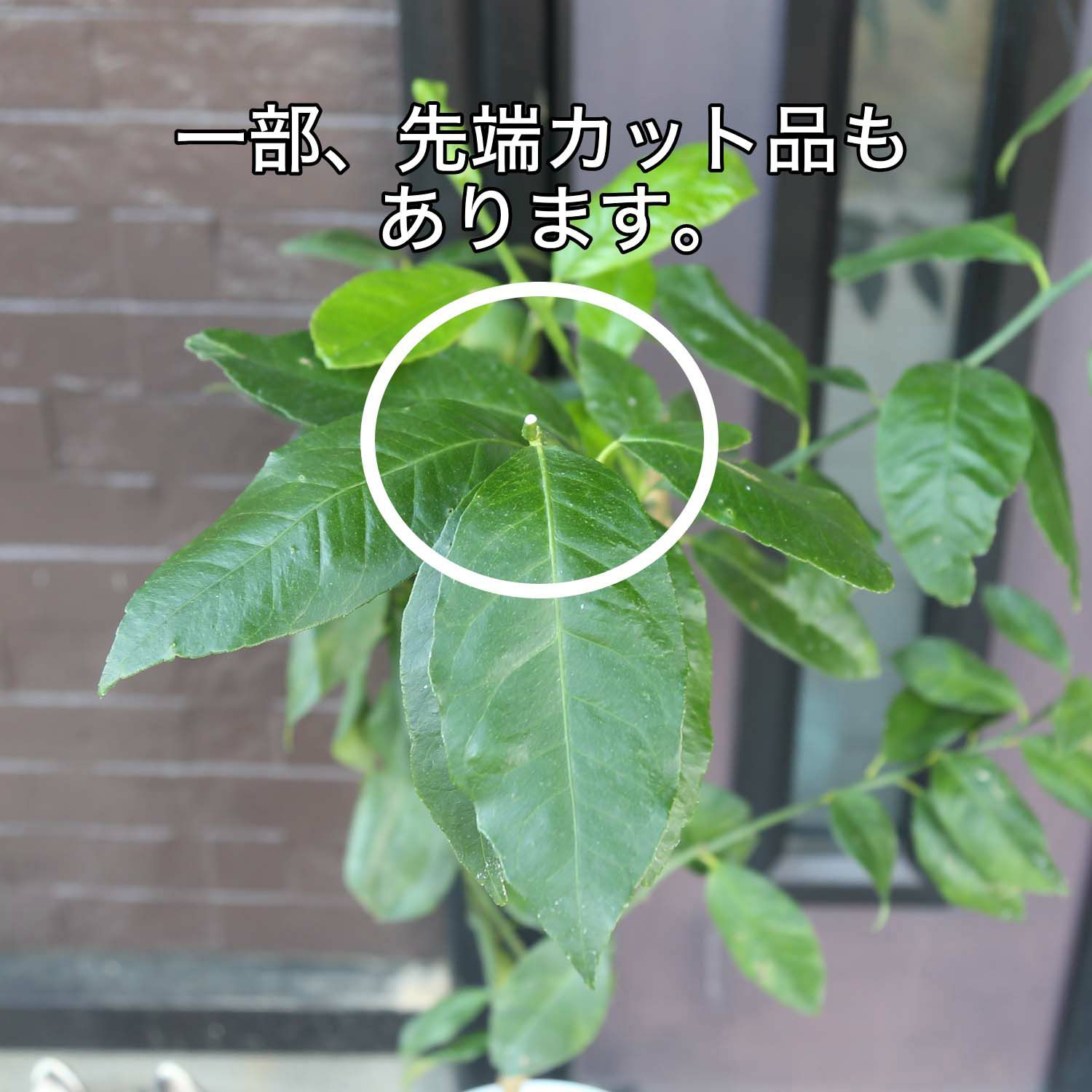 レモンの木 7号 プラスチック鉢