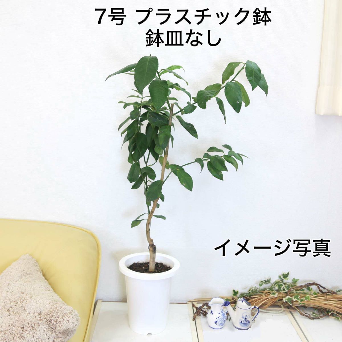 レモンの木 7号 プラスチック鉢