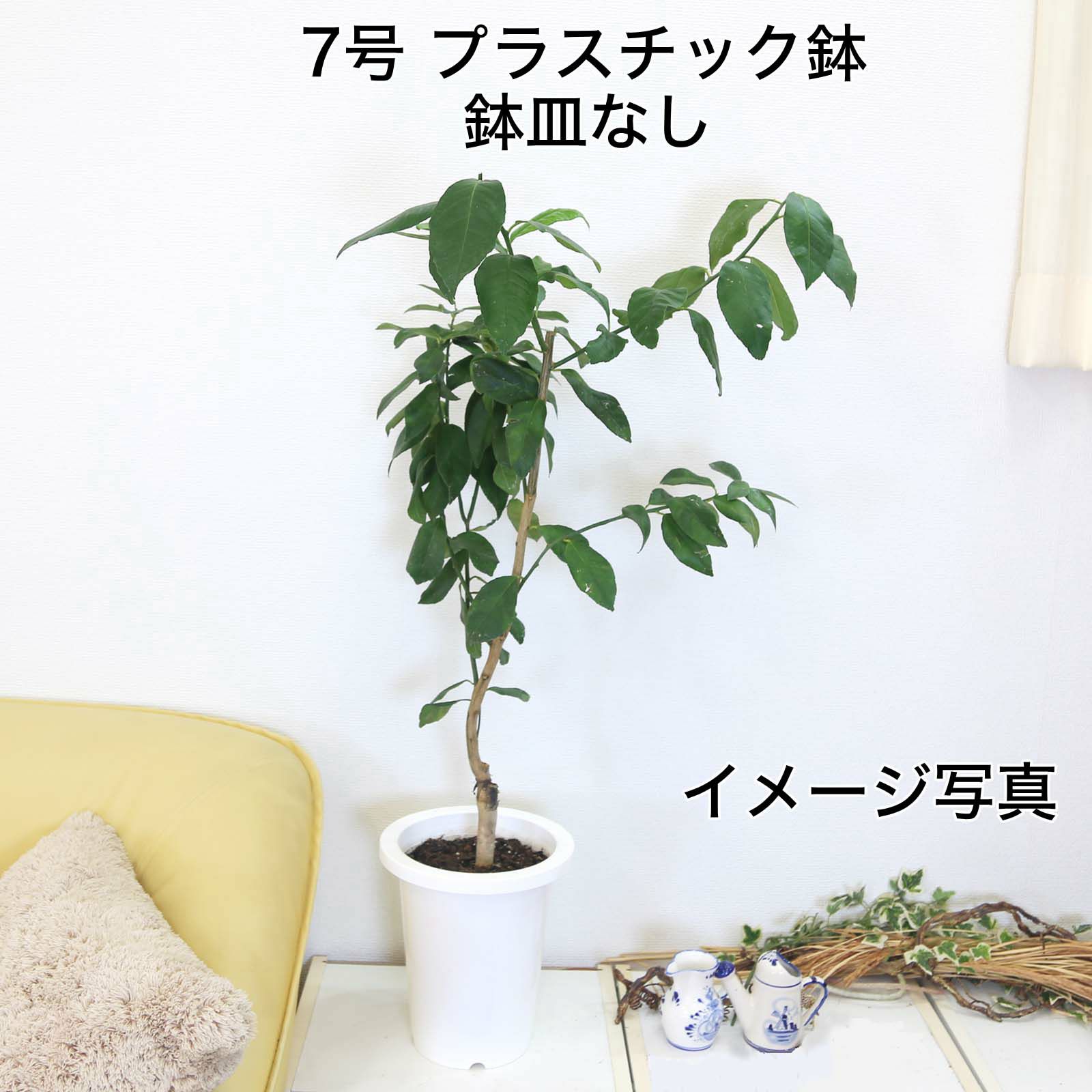 レモンの木 7号 プラスチック鉢