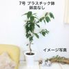 レモンの木 7号 プラスチック鉢