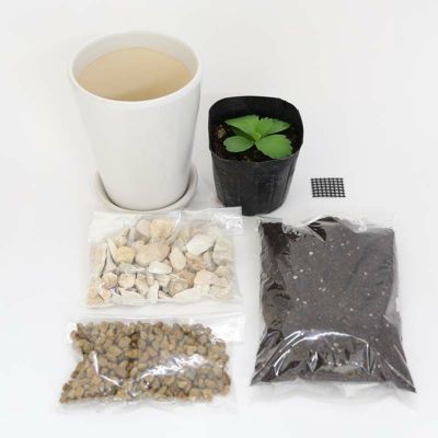 【送料無料】子宝草（苗）プチ栽培セット ホワイト陶器鉢＋化粧石付き