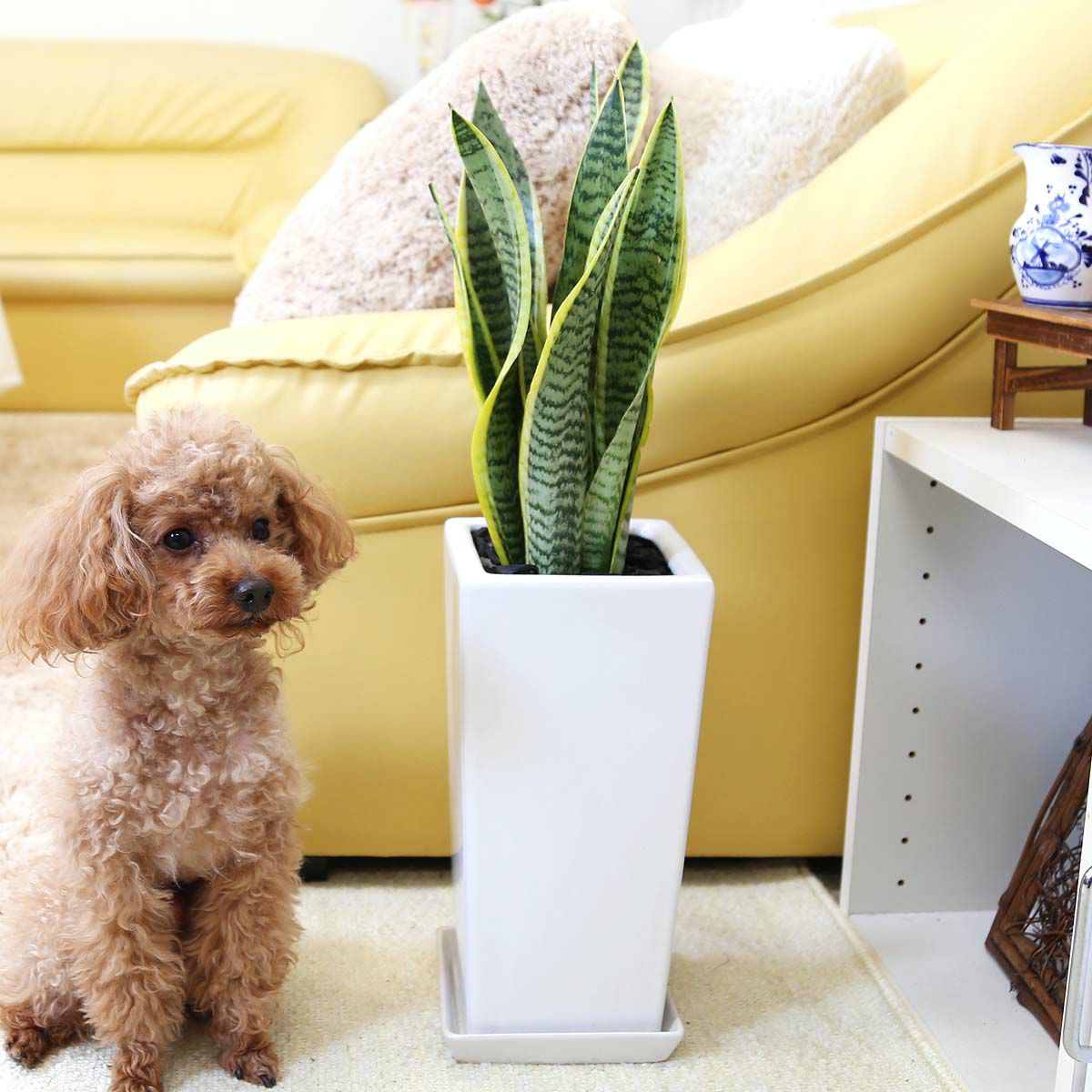 サンスベリア 丸陶器鉢 通販 販売 観葉植物のブルーミングスケープ