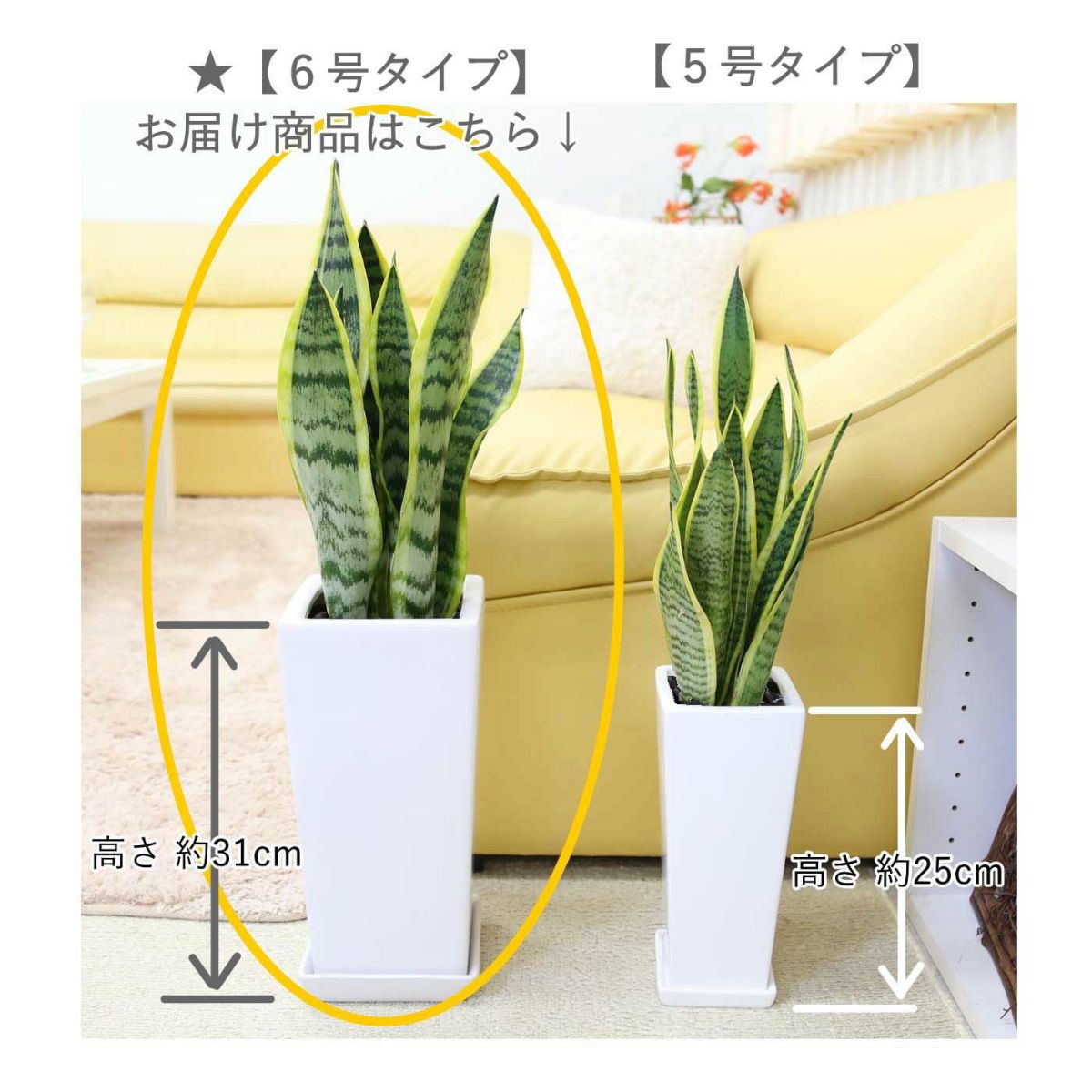 サンスベリア 6号