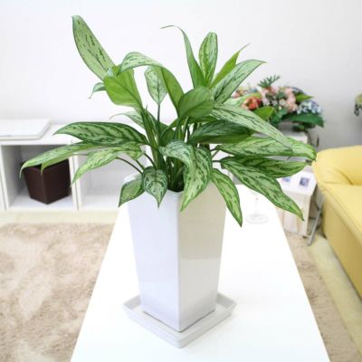 オーガスタの風水と花言葉 観葉植物のブルーミングスケープ