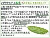 アグラオネマと風水