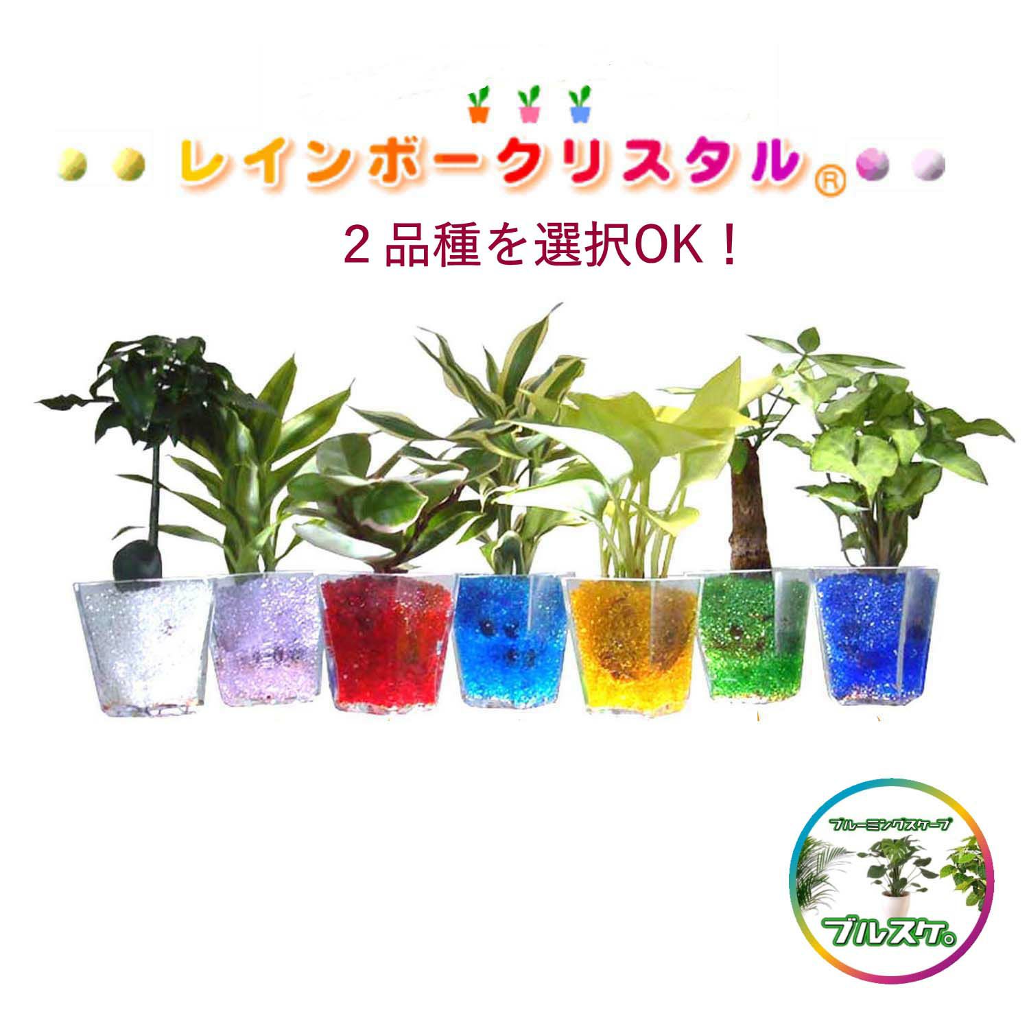 色まで楽しめる土を使わない観葉植物！レインボークリスタル 2鉢セット｜ハイドロカルチャー・水耕栽培・風水
