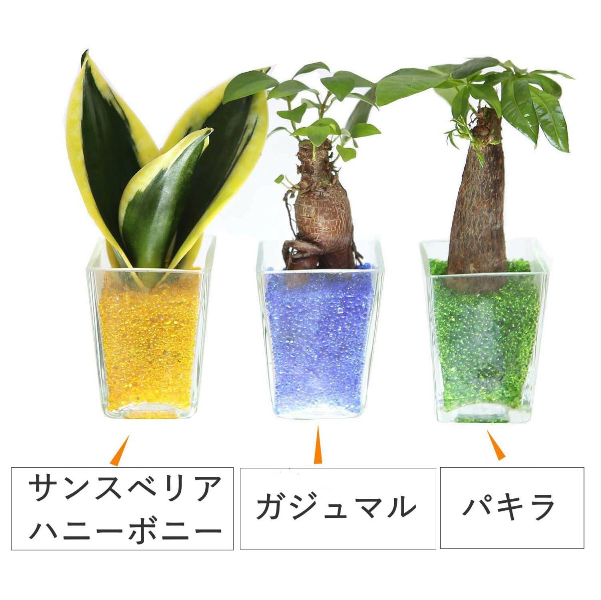 色まで楽しめる土を使わない観葉植物！レインボークリスタル 2鉢セット｜ハイドロカルチャー・水耕栽培・風水