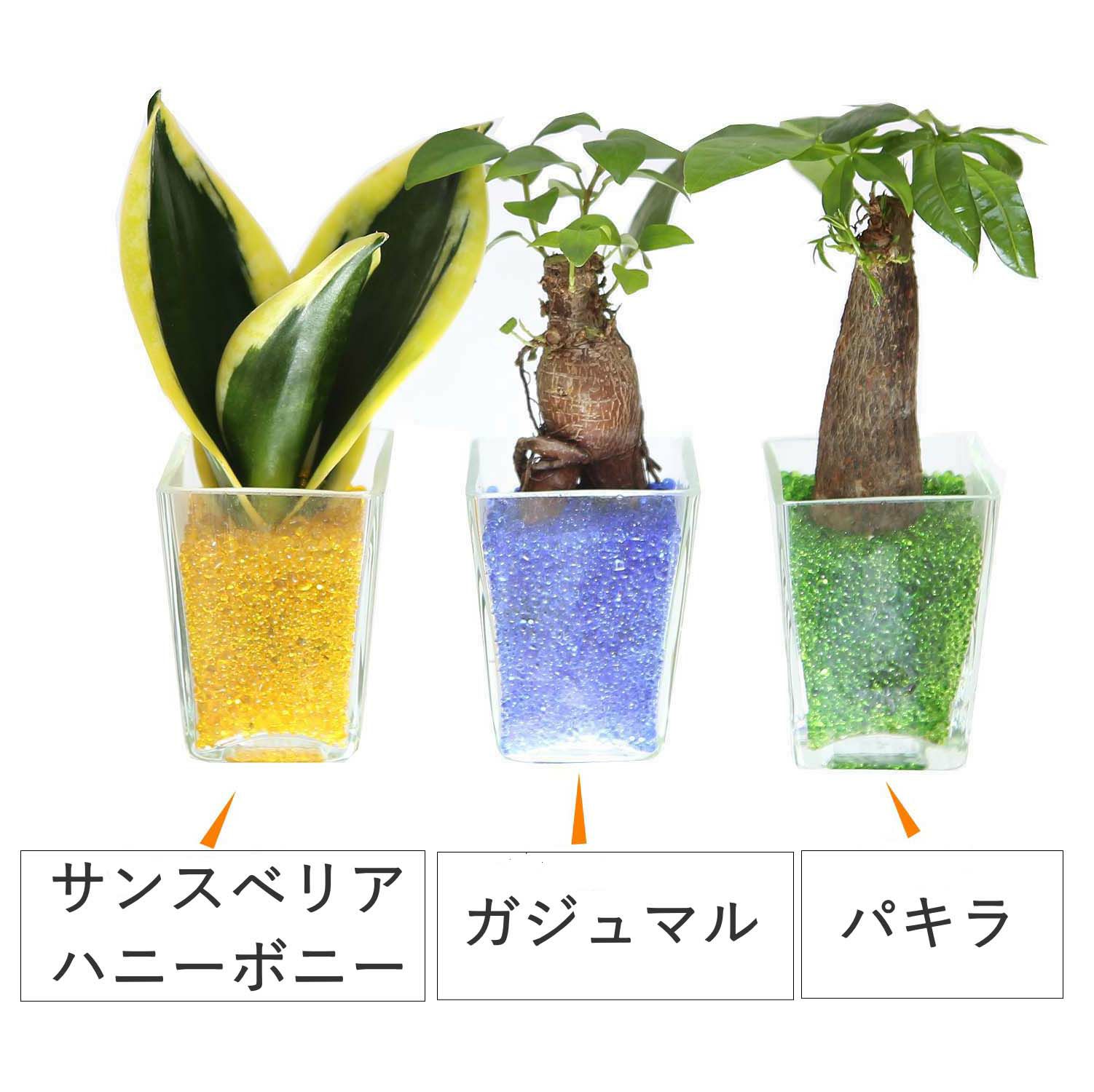 色まで楽しめる土を使わない観葉植物！レインボークリスタル 2鉢セット｜ハイドロカルチャー・水耕栽培・風水