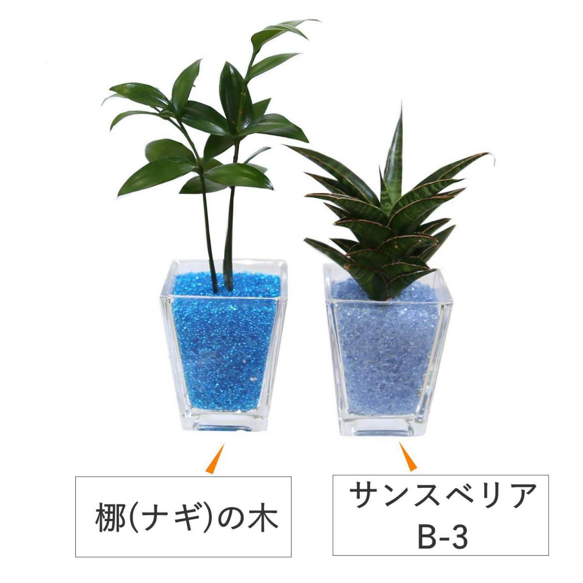 色まで楽しめる土を使わない観葉植物！レインボークリスタル 2鉢セット｜ハイドロカルチャー・水耕栽培・風水