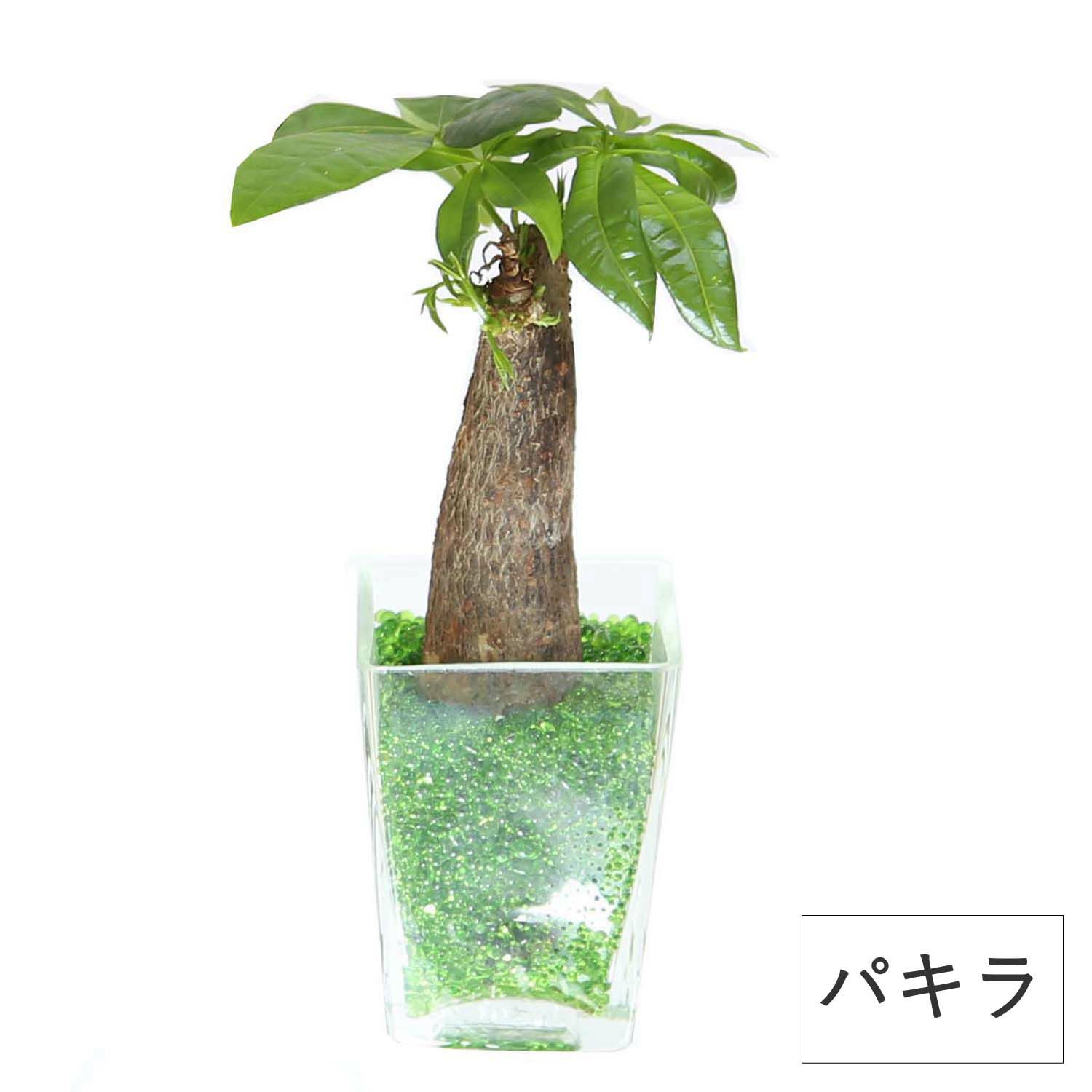 色まで楽しめる土を使わない観葉植物！レインボークリスタル 2鉢セット｜ハイドロカルチャー・水耕栽培・風水