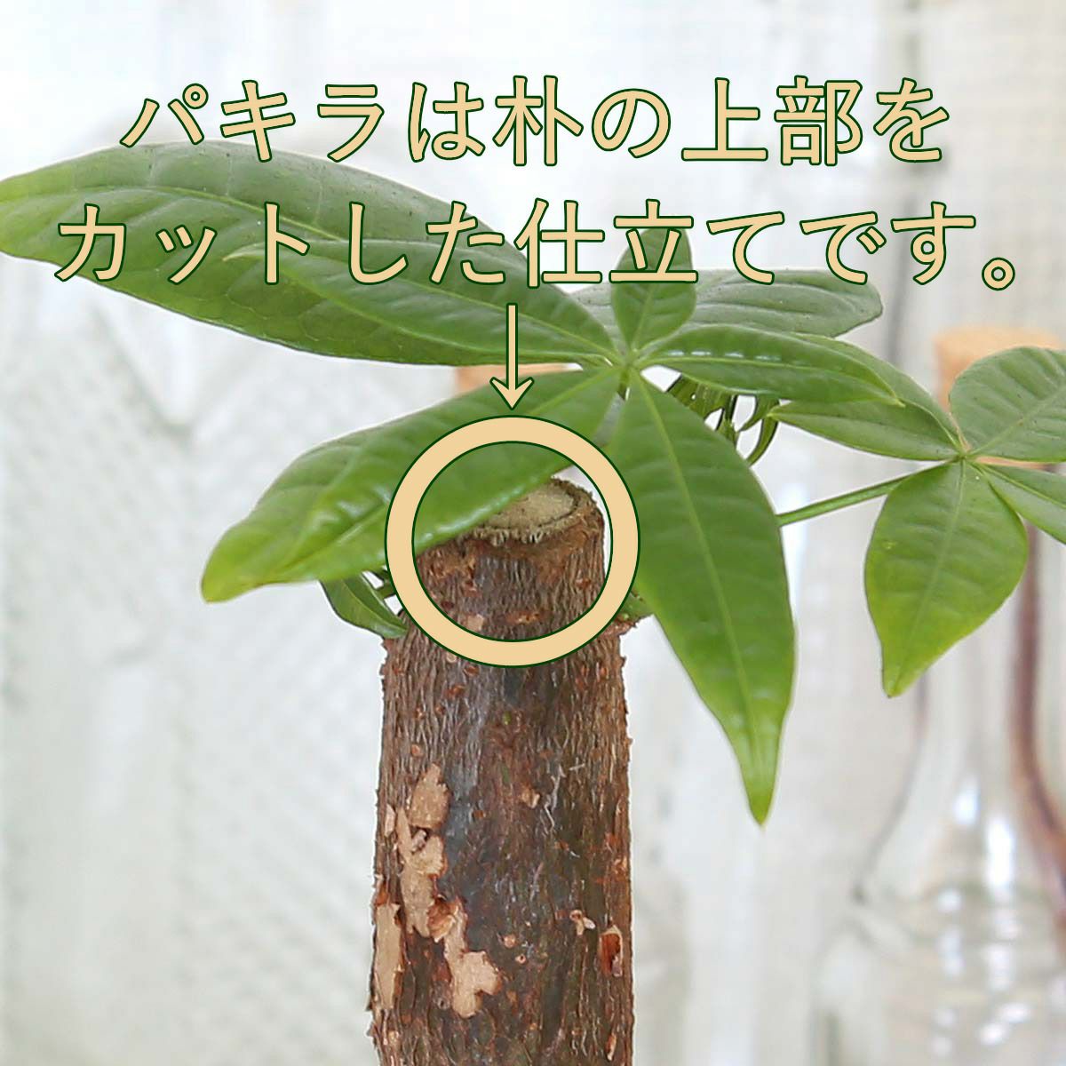 色まで楽しめる土を使わない観葉植物！レインボークリスタル 2鉢セット｜ハイドロカルチャー・水耕栽培・風水