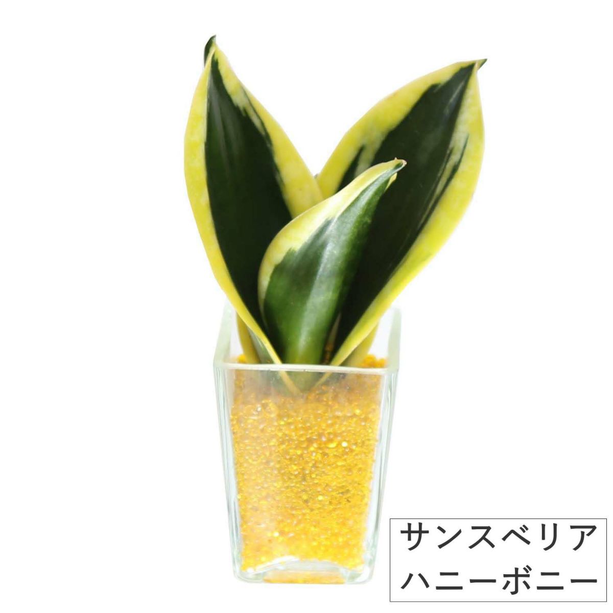 色まで楽しめる土を使わない観葉植物！レインボークリスタル 2鉢セット｜ハイドロカルチャー・水耕栽培・風水