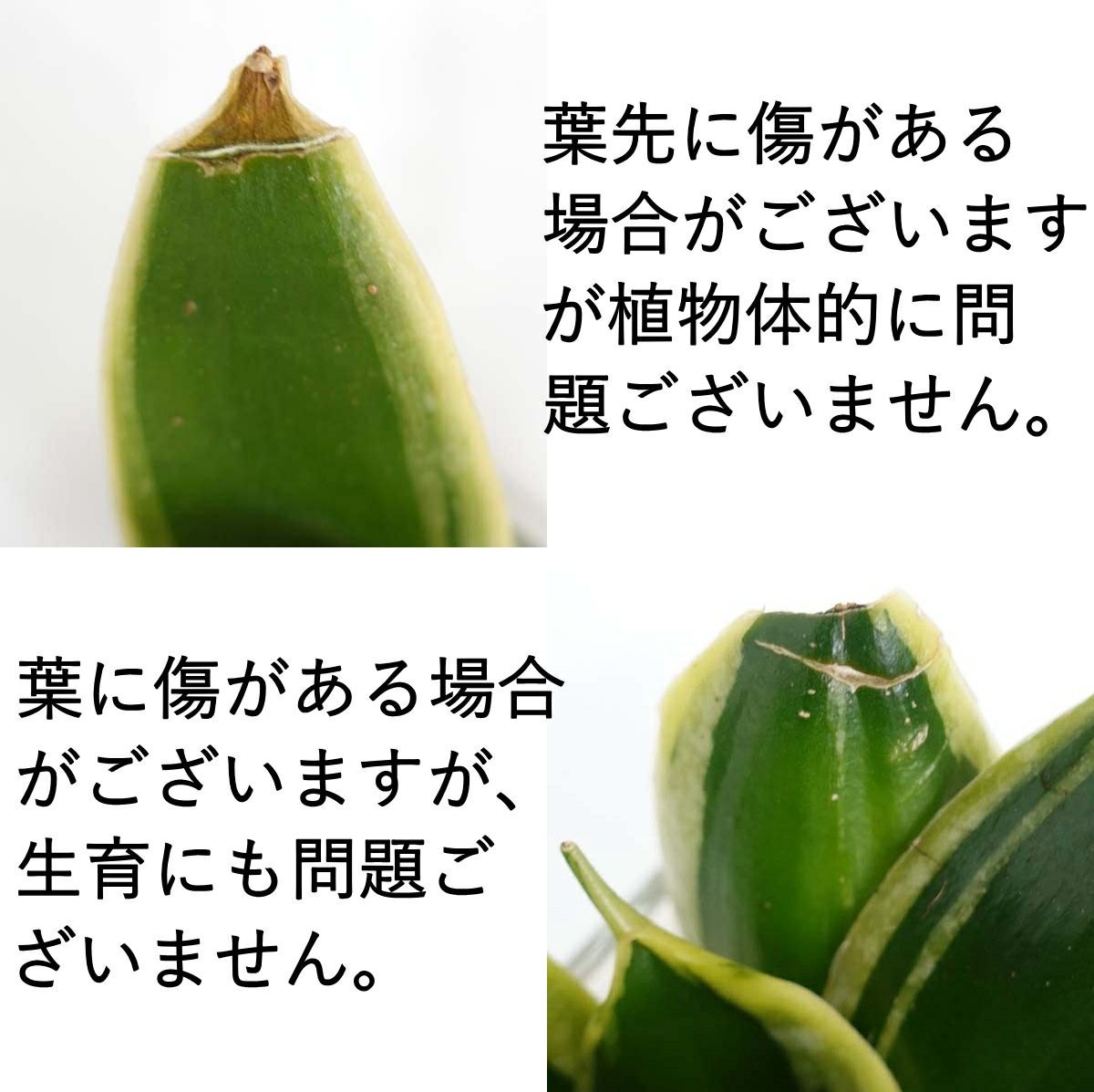 色まで楽しめる土を使わない観葉植物！レインボークリスタル 2鉢セット｜ハイドロカルチャー・水耕栽培・風水