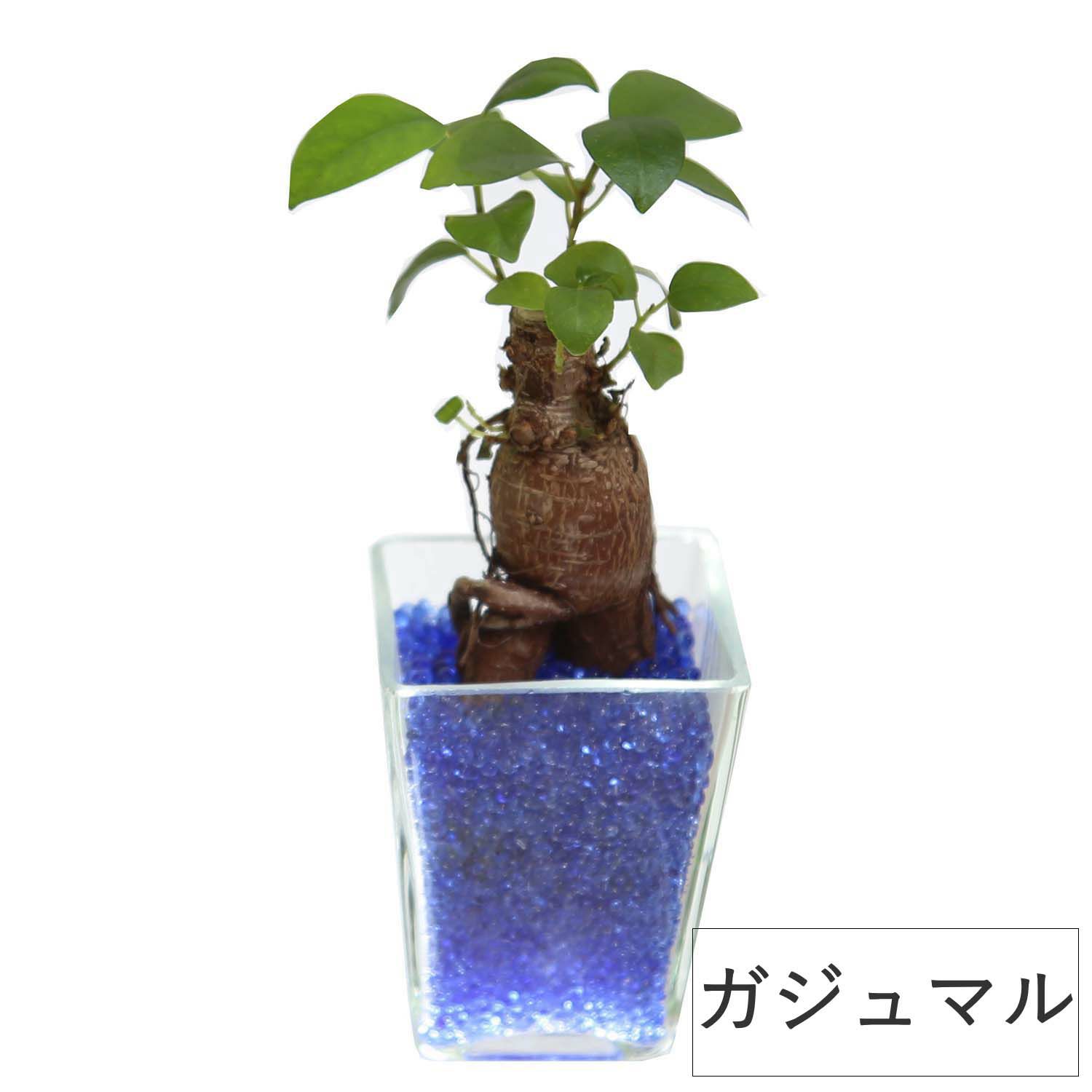 色まで楽しめる土を使わない観葉植物！レインボークリスタル 2鉢セット｜ハイドロカルチャー・水耕栽培・風水