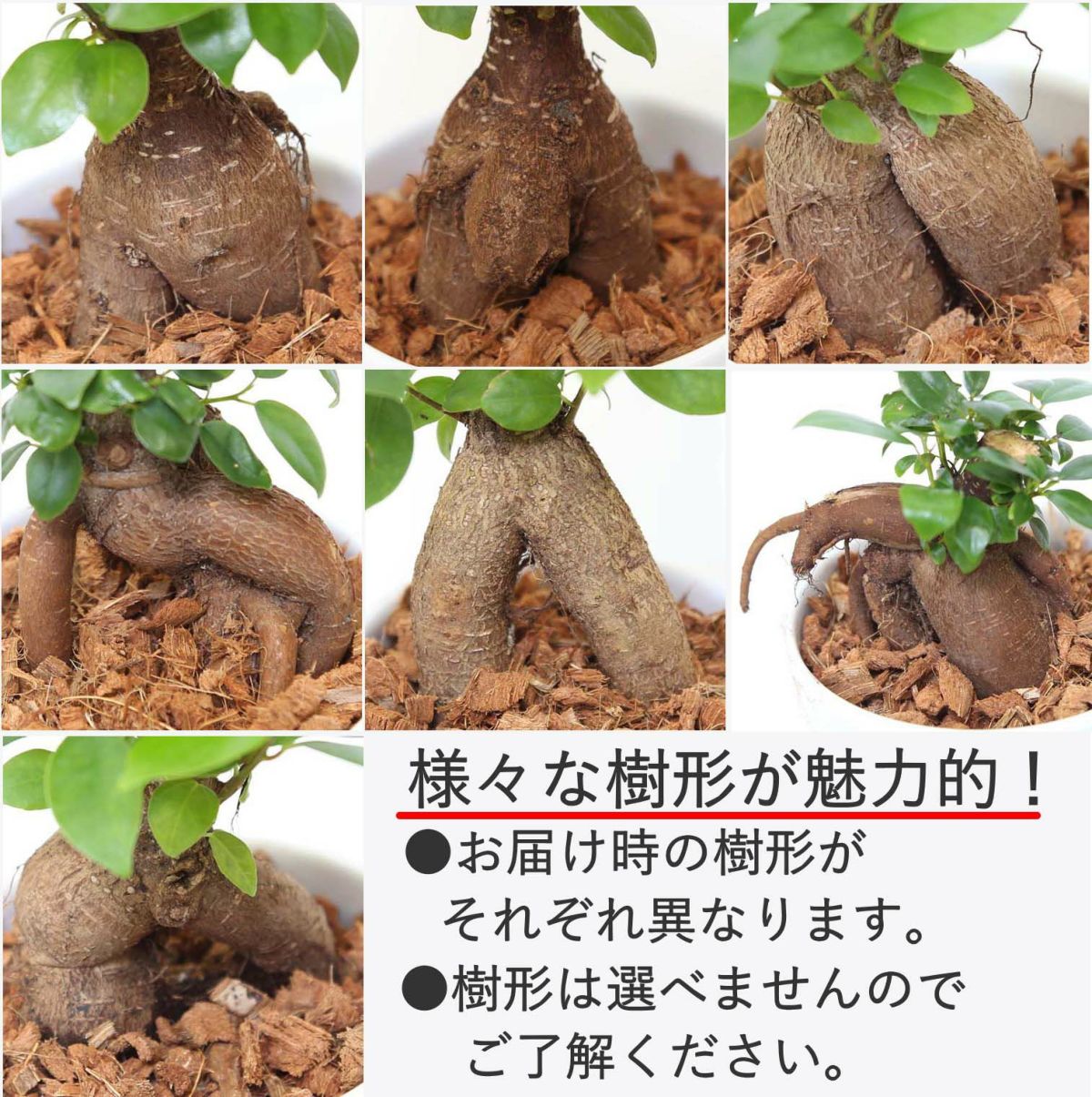 色まで楽しめる土を使わない観葉植物！レインボークリスタル 2鉢セット｜ハイドロカルチャー・水耕栽培・風水