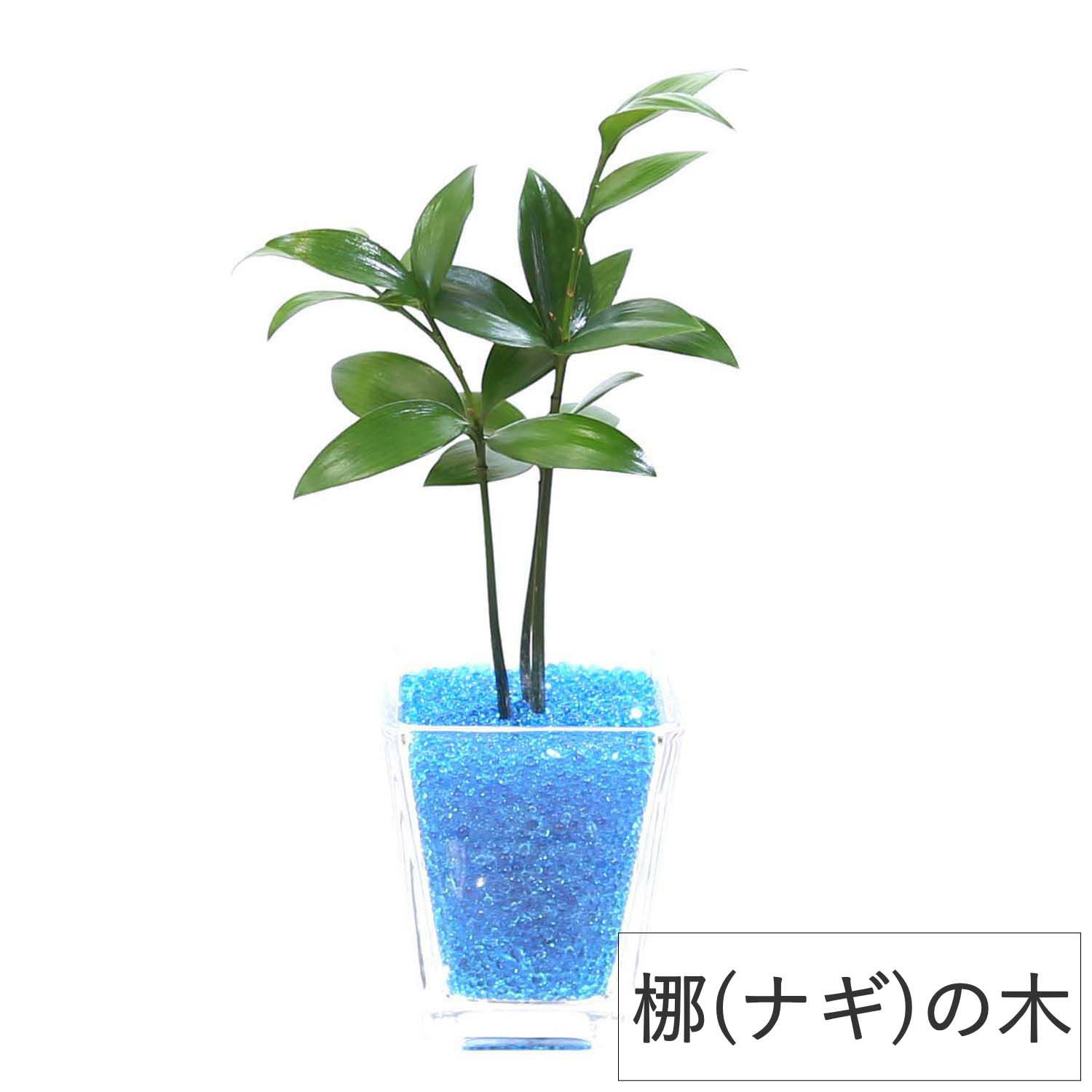 色まで楽しめる土を使わない観葉植物！レインボークリスタル 2鉢セット｜ハイドロカルチャー・水耕栽培・風水