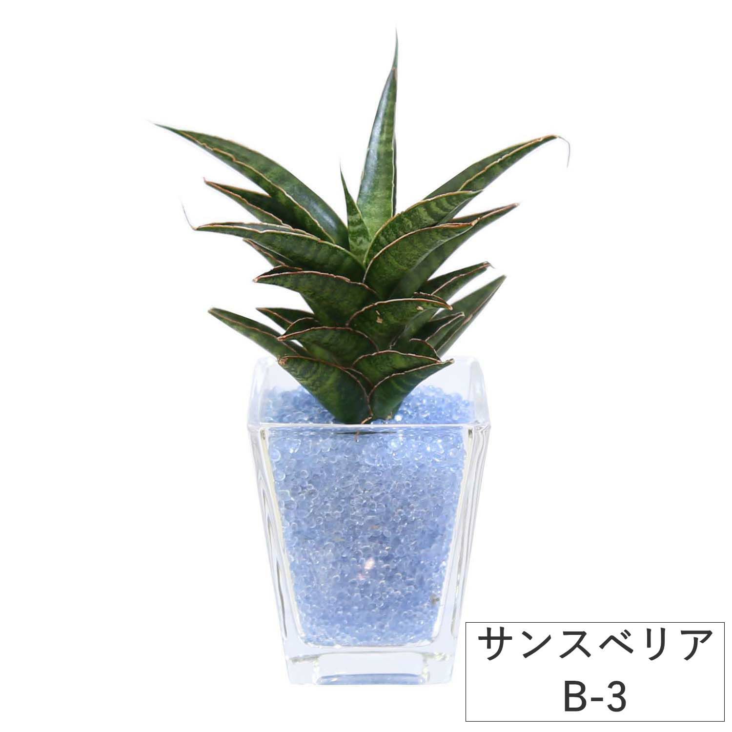 色まで楽しめる土を使わない観葉植物！レインボークリスタル 2鉢セット｜ハイドロカルチャー・水耕栽培・風水
