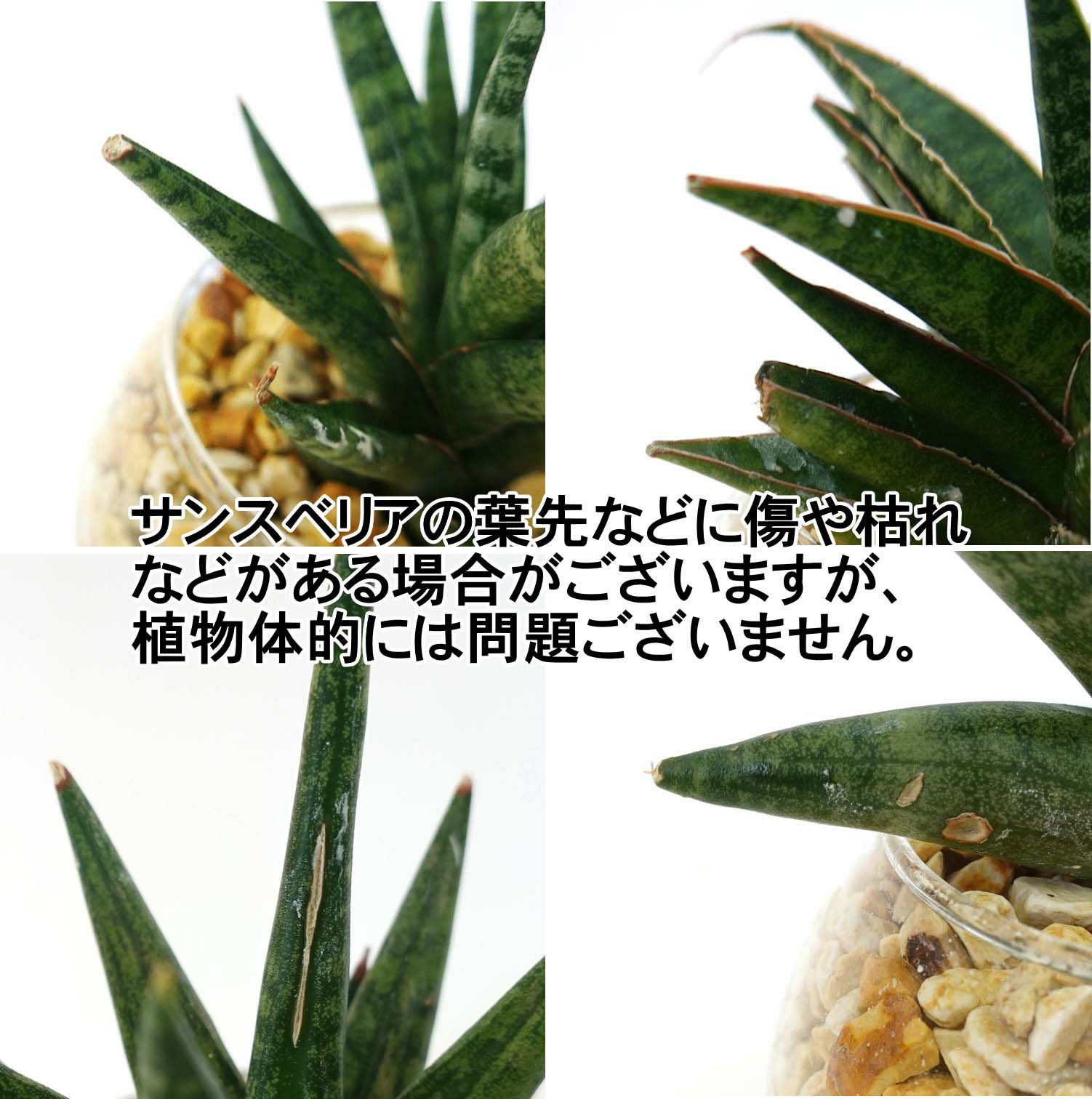 色まで楽しめる土を使わない観葉植物！レインボークリスタル 2鉢セット｜ハイドロカルチャー・水耕栽培・風水