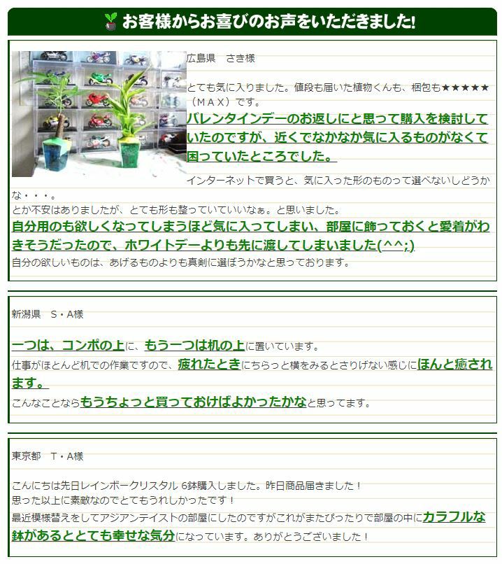 色まで楽しめる土を使わない観葉植物！レインボークリスタル 2鉢セット｜ハイドロカルチャー・水耕栽培・風水