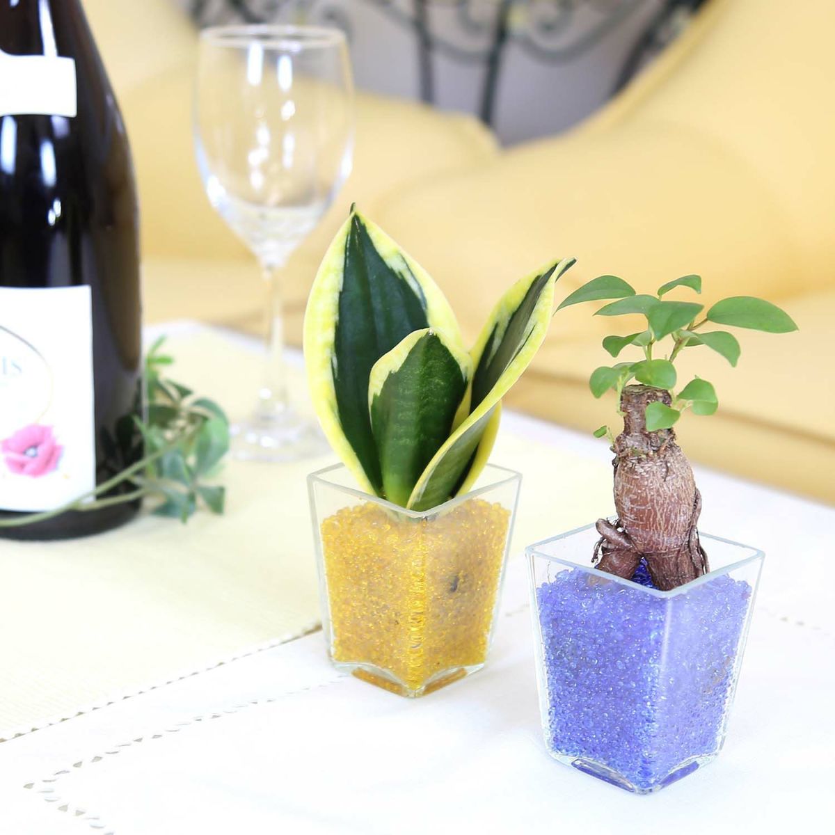 色まで楽しめる土を使わない観葉植物！レインボークリスタル 2鉢セット｜ハイドロカルチャー・水耕栽培・風水