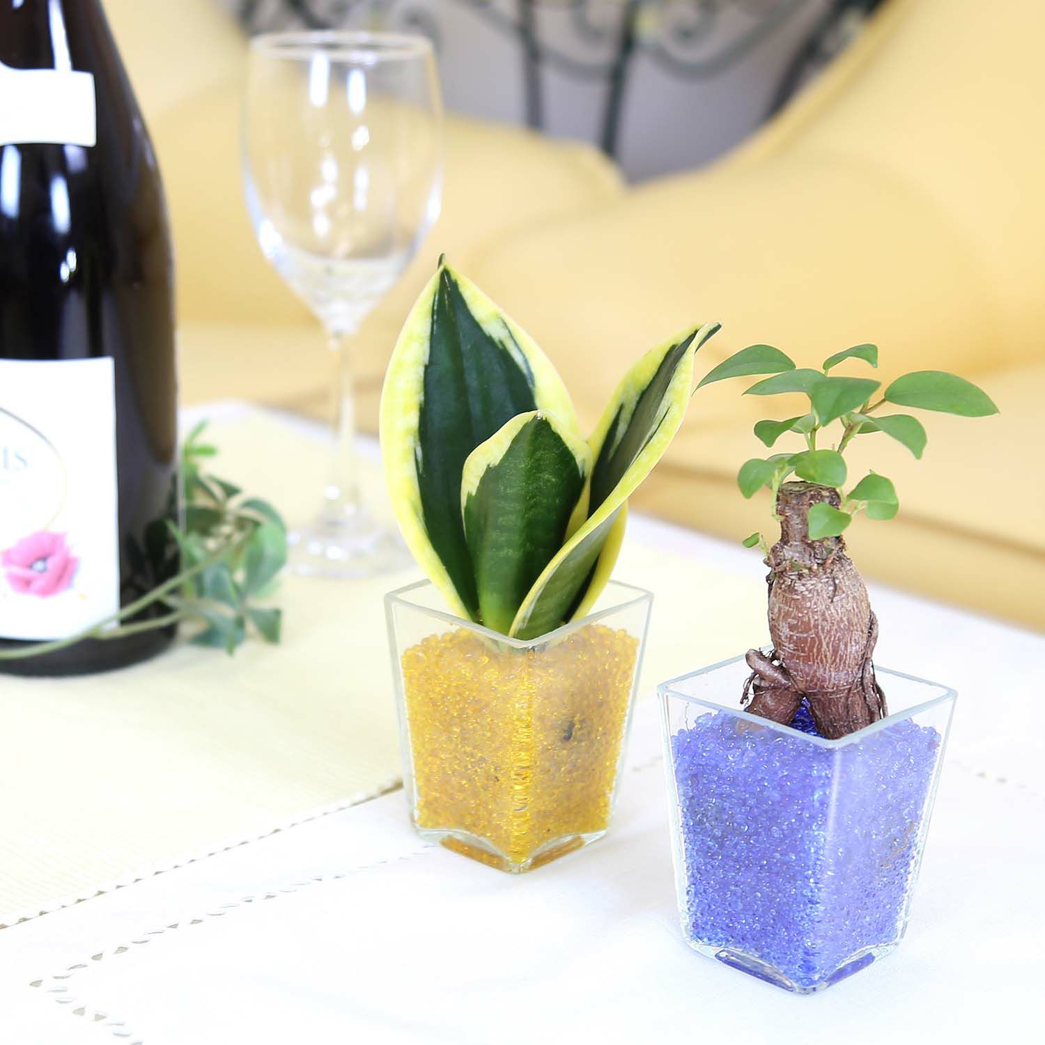 色まで楽しめる土を使わない観葉植物！レインボークリスタル 2鉢セット｜ハイドロカルチャー・水耕栽培・風水