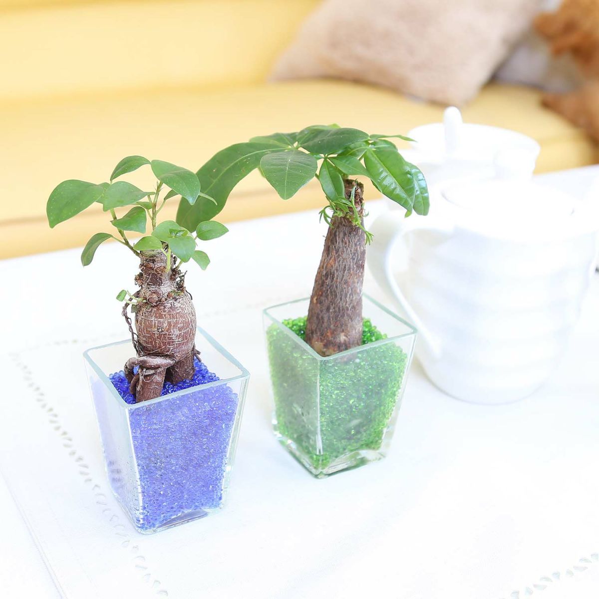 色まで楽しめる土を使わない観葉植物！レインボークリスタル 2鉢セット｜ハイドロカルチャー・水耕栽培・風水