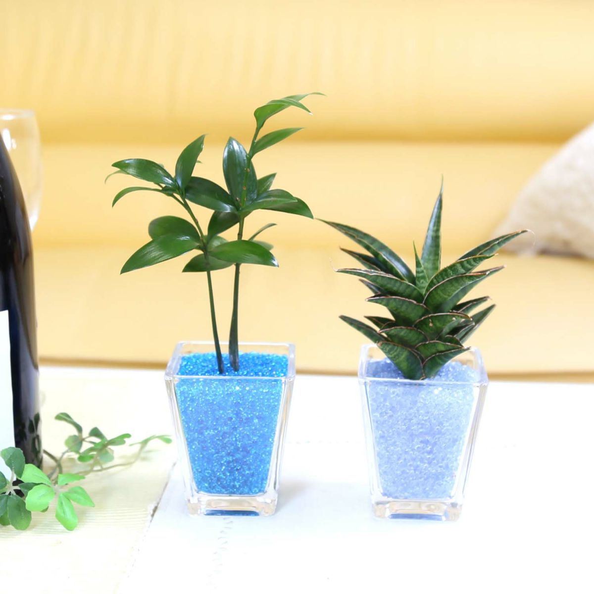 色まで楽しめる土を使わない観葉植物！レインボークリスタル 2鉢セット｜ハイドロカルチャー・水耕栽培・風水