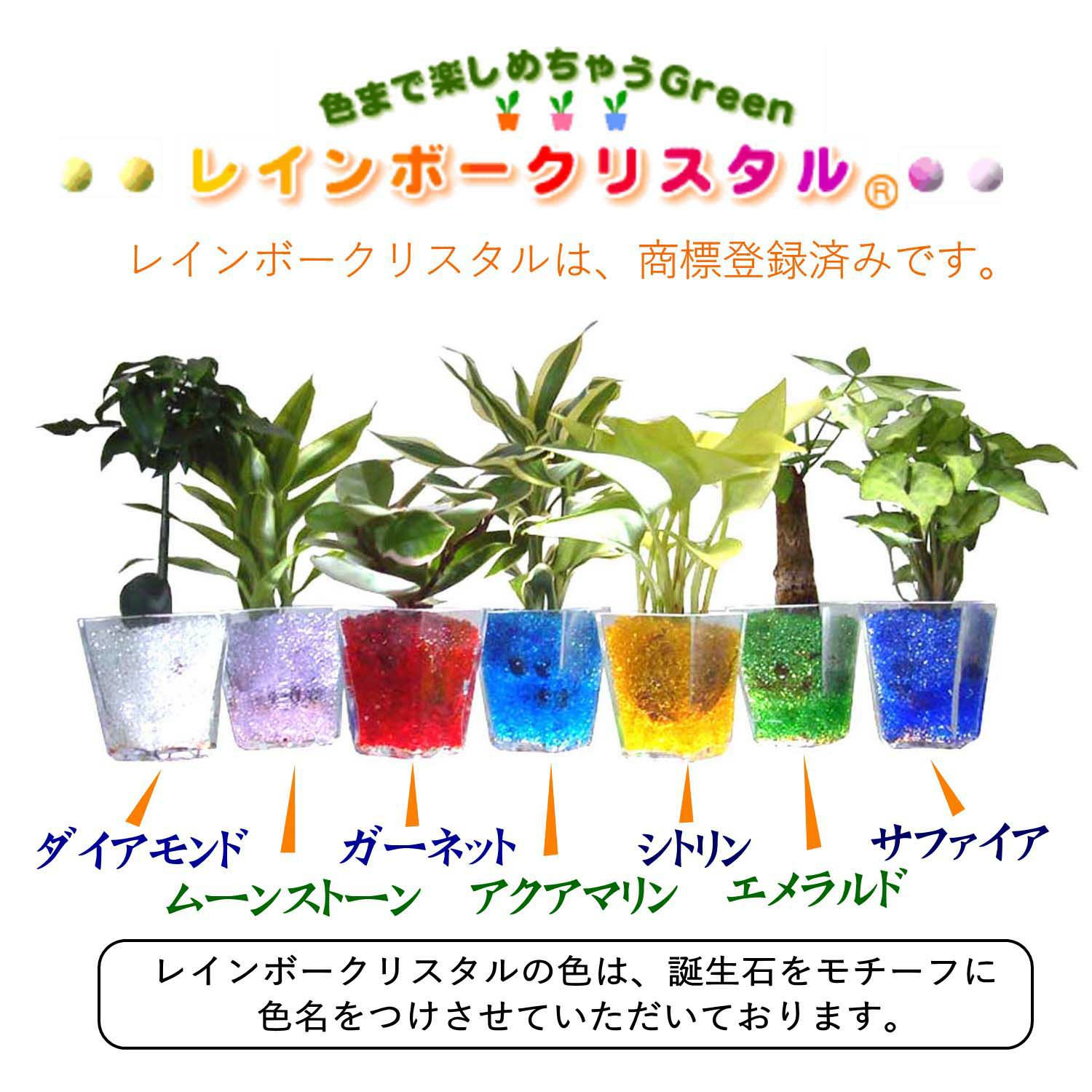 色まで楽しめる土を使わない観葉植物！レインボークリスタル 2鉢セット｜ハイドロカルチャー・水耕栽培・風水