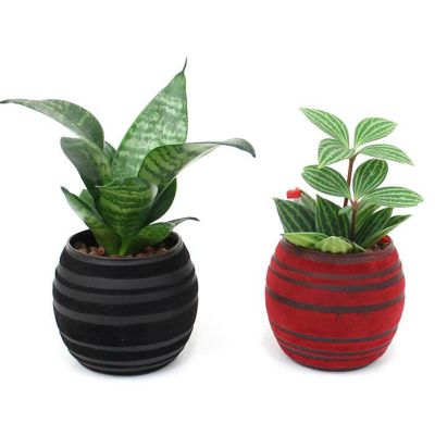 ミニ観葉植物 ベロアグラス 通販 販売 観葉植物のブルーミングスケープ