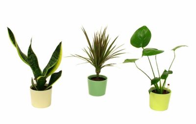 スモールサイズ観葉植物 通販 販売 観葉植物のブルーミングスケープ