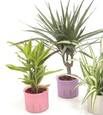 スモールサイズ観葉植物 ハイドロカルチャー（プラスチック鉢）2鉢セット【※寒さのため北海道・青森・秋田県のお届け不可商品】
