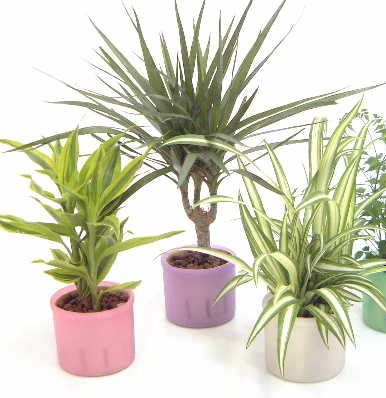 ハイドロカルチャー 観葉植物 通販 販売 ブルーミングスケープ ハイドロカルチャー 観葉植物 通販 販売 ブルーミングスケープ