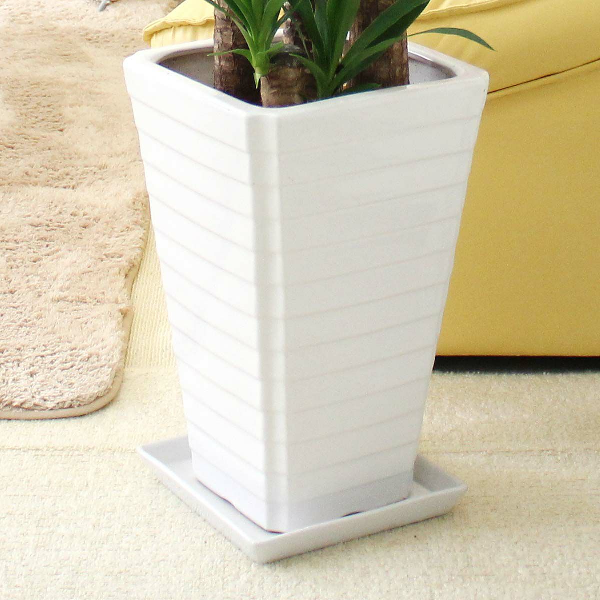 青年の木（ユッカ） 8号