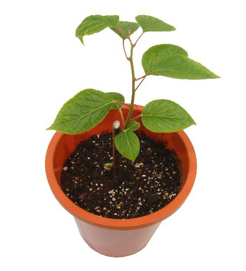 またたび 木天蓼 マタタビ の木 苗 通販 販売 観葉植物のブルーミングスケープ またたび 木天蓼 マタタビ の木 苗 通販 販売 観葉植物のブルーミングスケープ