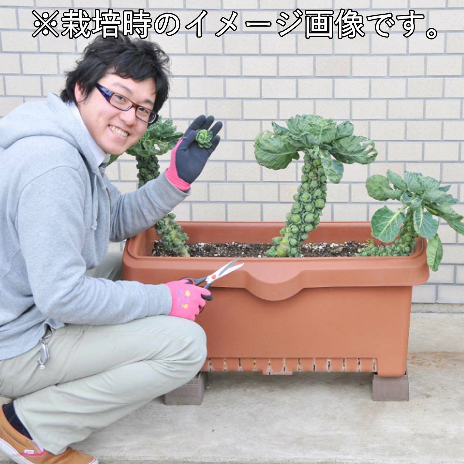 しゅうかく菜（野菜栽培プランター）