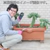 しゅうかく菜（野菜栽培プランター）