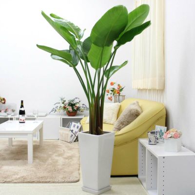 ジップ　ココスヤシ5寸ポット30本 ブルーミングスケープ】 観葉植物 種まき 挿し木 ココナッツ