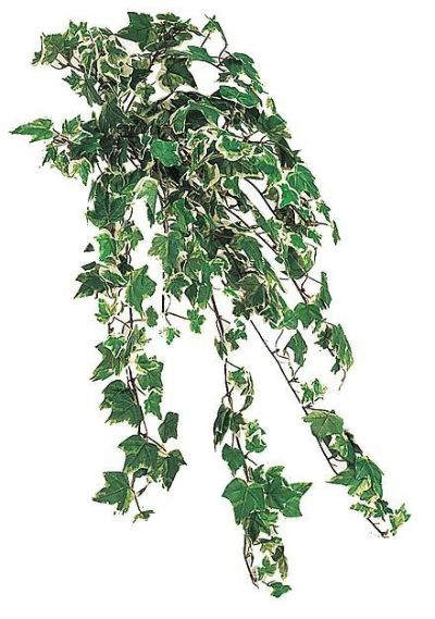 アイビーブッシュ（ダブルカラー）（人工） L50cm 【※お届け先：法人様限定】
