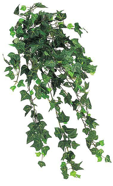 ブルーミングスケープ ワイルドストロベリーに花が咲かない ガーデニング 観葉植物の育て方 ブルーミングスケープ ワイルドストロベリーに花が咲かない ガーデニング 観葉植物の育て方