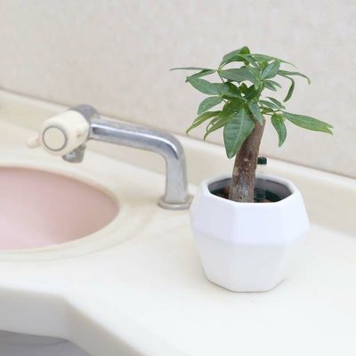 選べるミニ観葉植物 ソフィアホワイト陶器鉢【※寒さのため北海道・青森・秋田県のお届け不可商品】