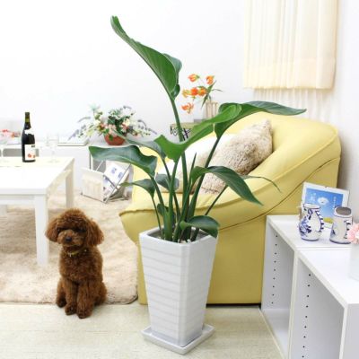 オーガスタ 通販 販売｜観葉植物のブルーミングスケープ