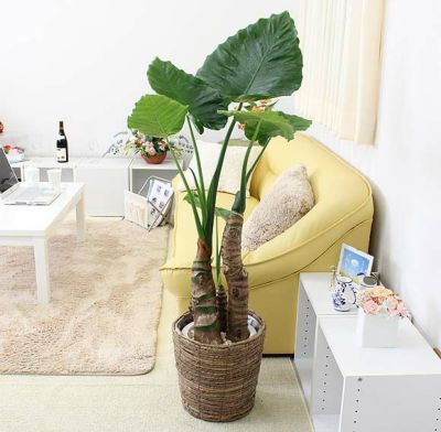 クワズイモ 通販 販売｜観葉植物のブルーミングスケープ