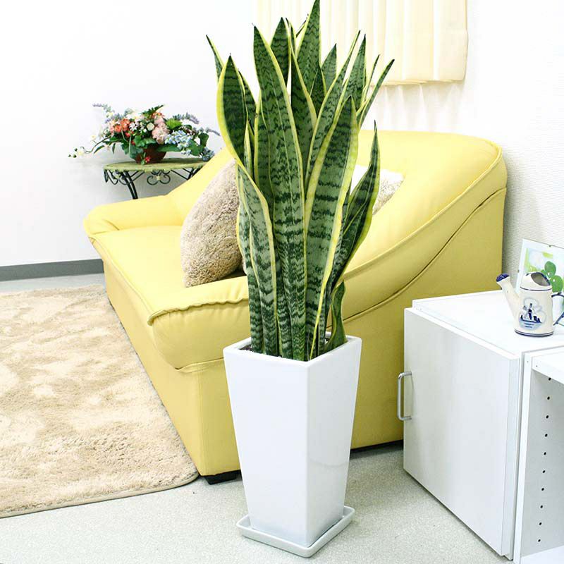 サンスベリア 丸陶器鉢 通販 販売 観葉植物のブルーミングスケープ
