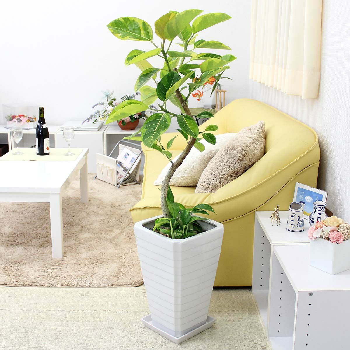スパイラル仕立てのアルティシーマ 通販 販売 観葉植物のブルーミングスケープ